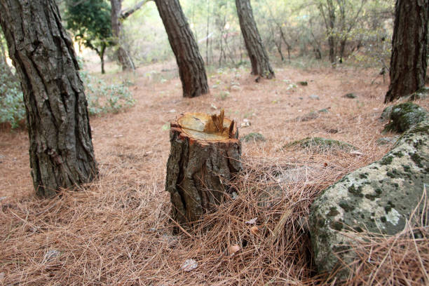 How Our Tree Care Process Works  in  Coushatta, LA